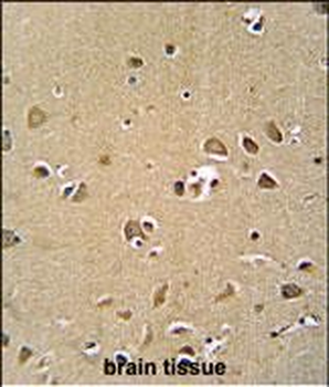 GPRASP1 Antibody (C-term)