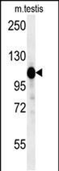 DACT1 Antibody (N-term)