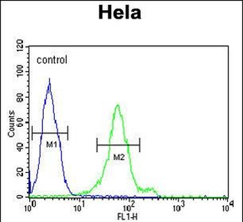 DDX47 Antibody (C-term)