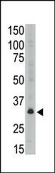 MAGEA6 Antibody (C-term)