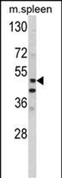 MMP10 Antibody (C-term)