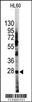 HES1 Antibody (N-term T24)