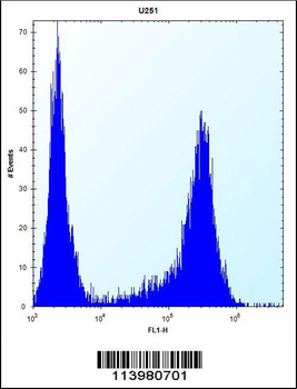 HES1 Antibody (N-term T24)