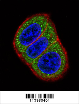 HES1 Antibody (N-term T24)