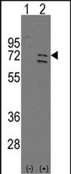 Parp6 Antibody (C-term)