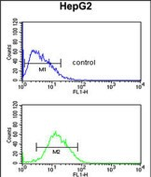 PARP16 Antibody (C-term)