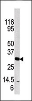 Kallikrein 3 Antibody (C-term)