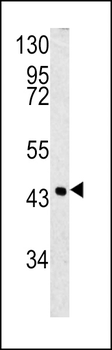 SPB3 Antibody (N-term)