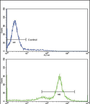 TDG Antibody (C-term)