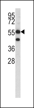 HMGCS1 Antibody (C-term)