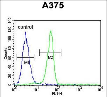 BGN Antibody (Center)