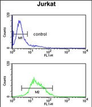 ZBTB2 Antibody (C-term)