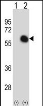 GATA2 Antibody (C-term)