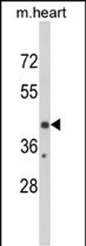 EGR3 Antibody (Center)