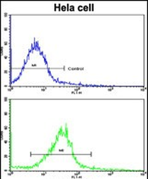 CUEDC2 Antibody (C-term)