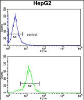 SLC38A3 Antibody (Center)