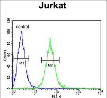 BCKDHA Antibody (C-term)