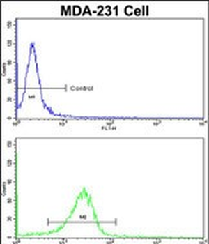 DLGAP1 Antibody (N-term)