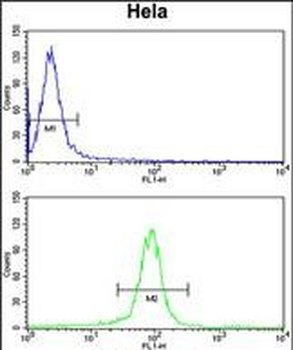 GALE Antibody (Center)