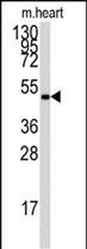 AMPK gamma (PRKAG1) Antibody (Center)