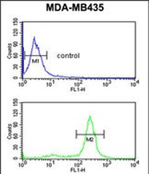 PRKAA1 Antibody