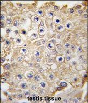 NAE1 (APPBP1) Antibody (C-term)
