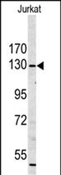 MYO1A Antibody (Center S291)