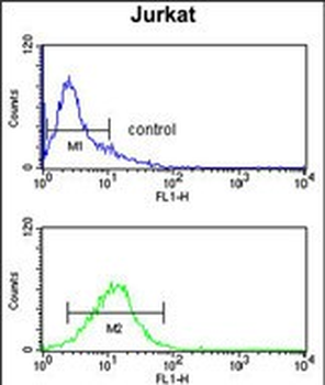 MYO1A Antibody (Center S291)