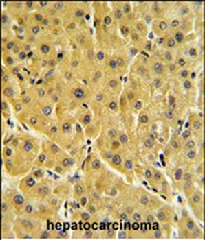FBP1 Antibody (N-term)