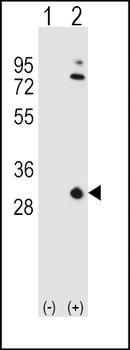 APOA1 Antibody (N-term)