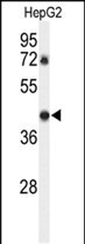 DDX39 Antibody (Center Y265)