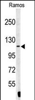 XPOT Antibody (N-term)