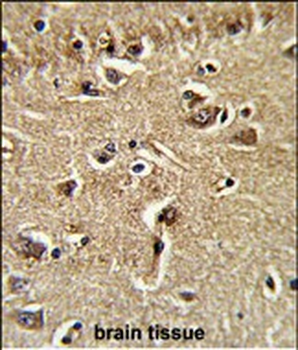 XPOT Antibody (C-term)
