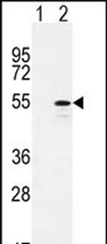 CYP26B1 Antibody (C-term)