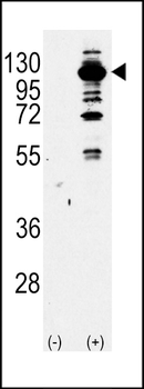 PI3KCG Antibody (Center)