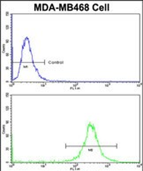 VPS53 Antibody (N-term)