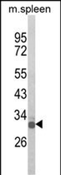 OLIG3 Antibody (Center)