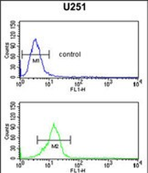 OLIG3 Antibody (Center)