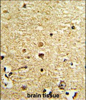OLIG3 Antibody (Center)