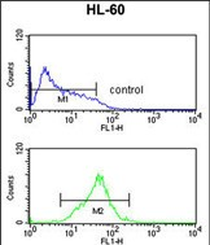 CARD4 Antibody (C-term)
