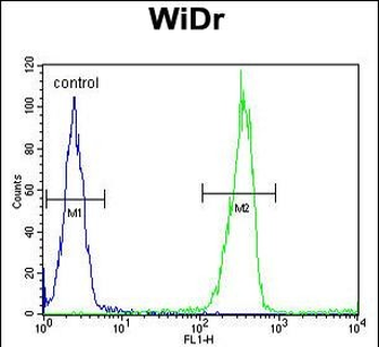 LGALS2 Antibody (Center)