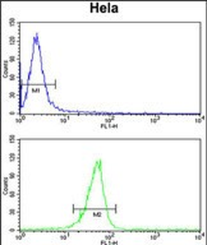 MPV17 Antibody (N-term)