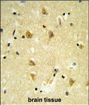 MPV17 Antibody (N-term)