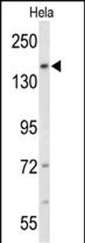 FNDC3B Antibody (N-term)