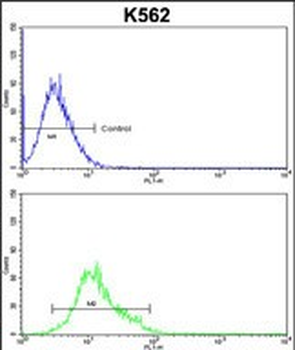 PPID Antibody (N-term)