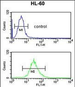 SELENBP1 Antibody (C-term)