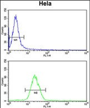 INSIG1 Antibody (N-term)