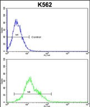 AMPD2 Antibody (Center)