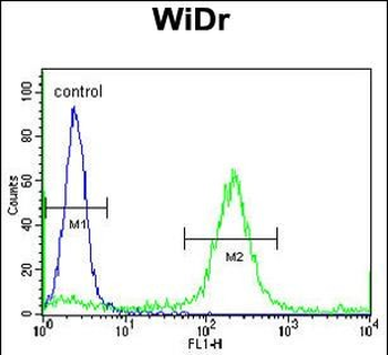 ADAMDEC1 Antibody (N-term)