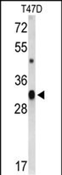 CD47 Antibody (C-term)
